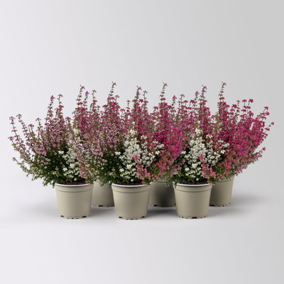 Glockenheide 'Trio' rot-rosa-weiß, Topf-Ø 12cm, 6 Pflanzen Glockenheide 'Trio' rot-rosa-weiß, Topf-Ø 12cm, 6 Pflanzen