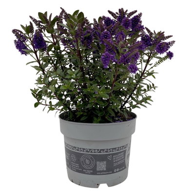 Hebe 'All Blooms®', Farbe zufällig, Topf-Ø 17 cm Hebe 'All Blooms®', Farbe zufällig, Topf-Ø 17 cm