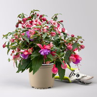 Fuchsien-Duo, bunt, Busch, Topf-Ø 14 cm, 4 Pflanzen