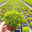 Hebe 'Green Globe', Topf-Ø 12cm, 3er-Set Hebe 'Green Globe', Topf-Ø 12cm, 3er-Set