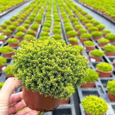 Hebe 'Green Globe', Topf-Ø 12cm, 3er-Set