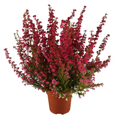 Glockenheide rosa/rot, Farbe nach Verfügbarkeit, Topf-Ø 11cm, 6 Pflanzen Glockenheide rosa/rot, Farbe nach Verfügbarkeit, Topf-Ø 11cm, 6 Pflanzen