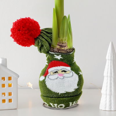 Amaryllis in Wachs, Dekor, 'Strickmütze Weihnachtsmann', Blüte rot Amaryllis in Wachs, Dekor, 'Strickmütze Weihnachtsmann', Blüte rot