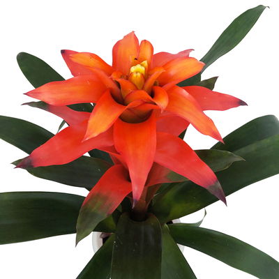 Guzmanie 'Fiero', orange, Topf-Ø 12 cm, mit Korb Maki, Höhe ca. 50 cm