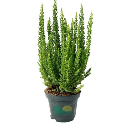 Besenheide SKYLINE®, Mischung zufällig, Topf-Ø 6,5 cm, 12 Pflanzen Besenheide SKYLINE®, Mischung zufällig, Topf-Ø 6,5 cm, 12 Pflanzen