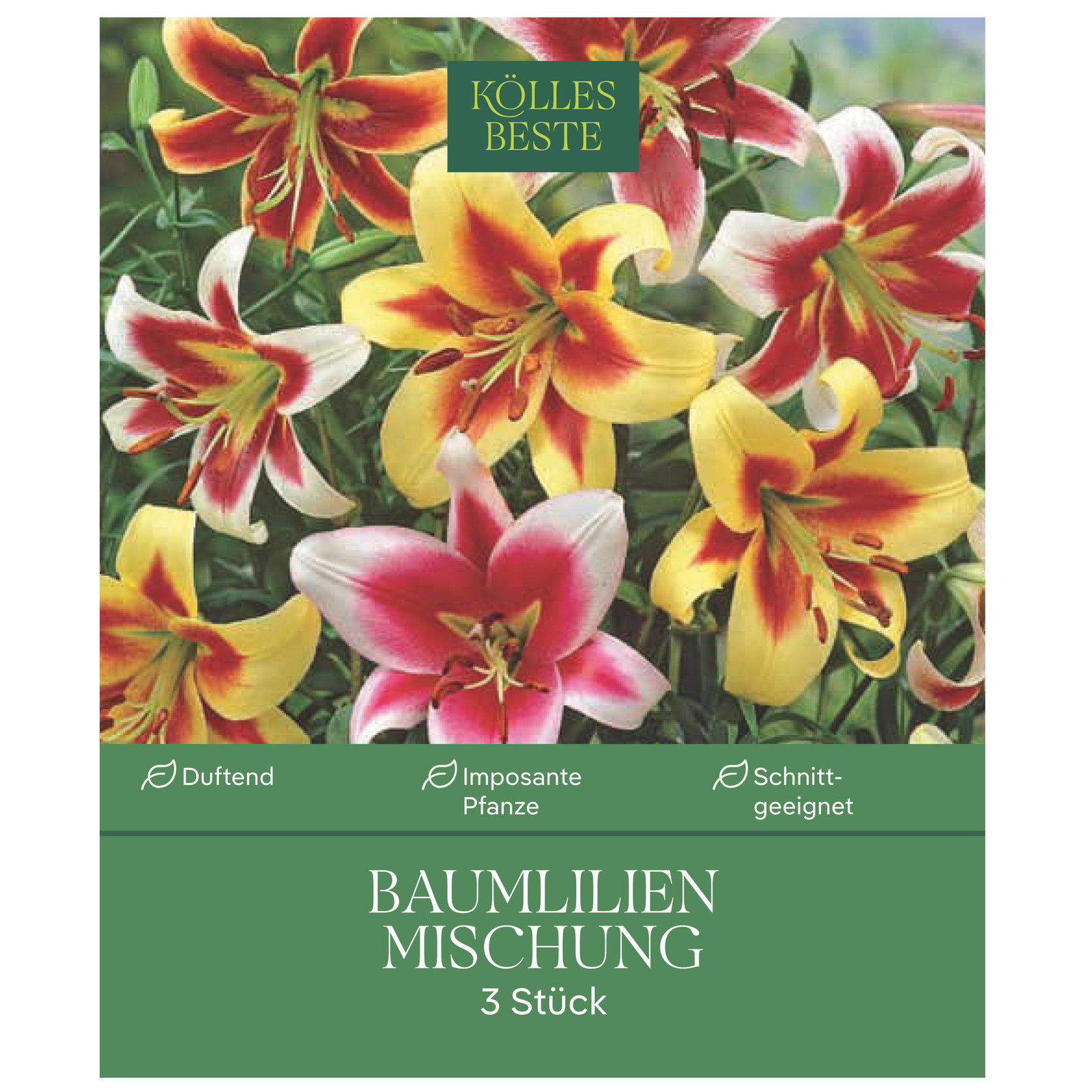 Kölles Beste Baumlilien Mischung , Größe 20+, 3 Blumenknollen