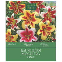 Kölles Beste Baumlilien Mischung , Größe 20+, 3 Blumenknollen