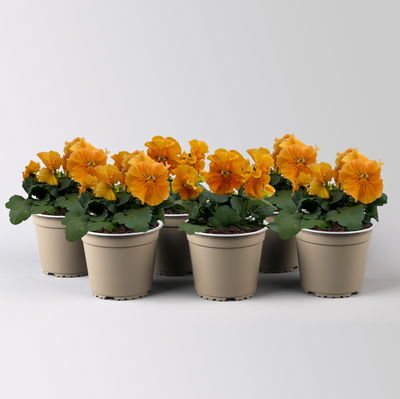 Stiefmütterchen Frizzle Sizzle®, orange, gewellt, Topf-Ø 13 cm, 6 Pflanzen Stiefmütterchen Frizzle Sizzle®, orange, gewellt, Topf-Ø 13 cm, 6 Pflanzen