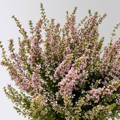 Glockenheide 'Beauty Queens®', rosa, Topf-Ø 12 cm, 6 Pflanzen Glockenheide 'Beauty Queens®', rosa, Topf-Ø 12 cm, 6 Pflanzen