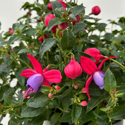 Fuchsie, Farbe zufällig, Topf-Ø 17 cm, Höhe ca. 40 cm, 2 Pflanzen Fuchsie, Farbe zufällig, Topf-Ø 17 cm, Höhe ca. 40 cm, 2 Pflanzen