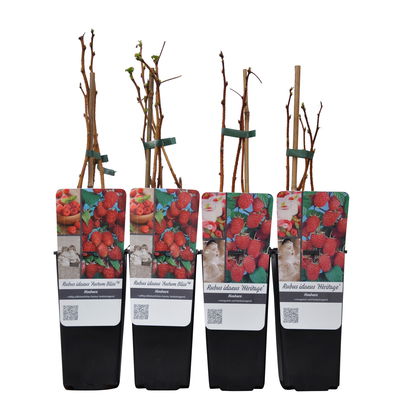 Herbsthimbeeren, 'Blissy® Autumn Bliss' + 'Heritage', Topf 2 Liter, 4 Pflanzen