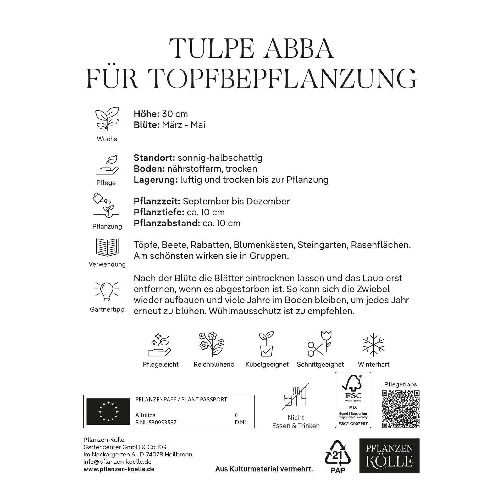 Tulpen für Topfbepflanzung Abba rot, 7 Blumenzwiebeln