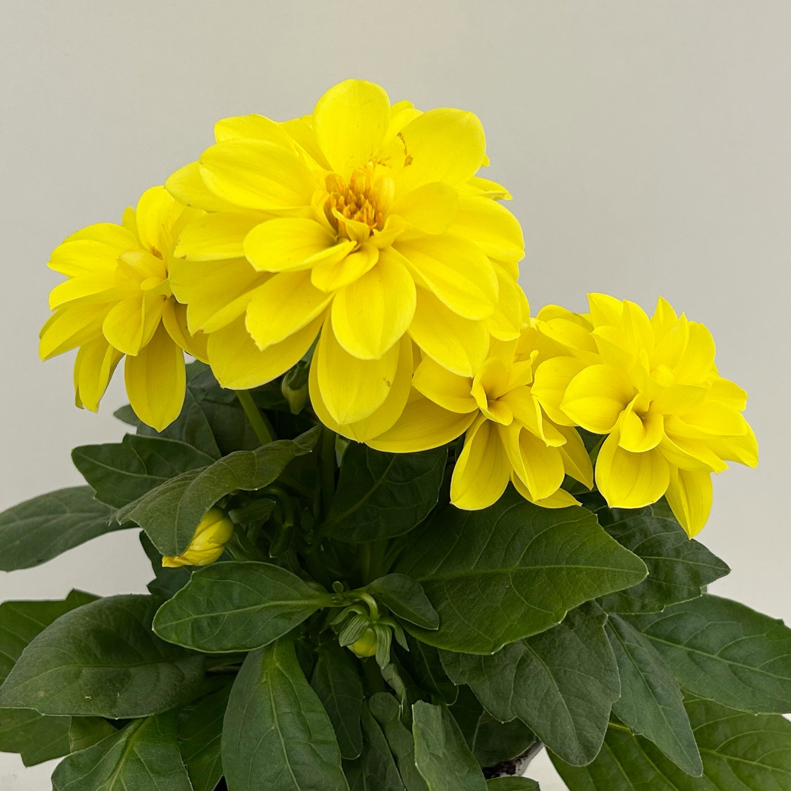 Dahlie, gelb, Topf-Ø 12 cm, 6 Pflanzen