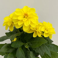 Dahlie, gelb, Topf-Ø 12 cm, 6 Pflanzen