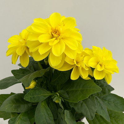 Dahlie, gelb, Topf-Ø 12 cm, 6 Pflanzen