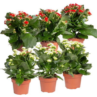 Kalanchoe 'Calandiva'®, weiß & rot,  Topf-Ø 12 cm, Höhe ca. 20-30 cm, 6er-Set
