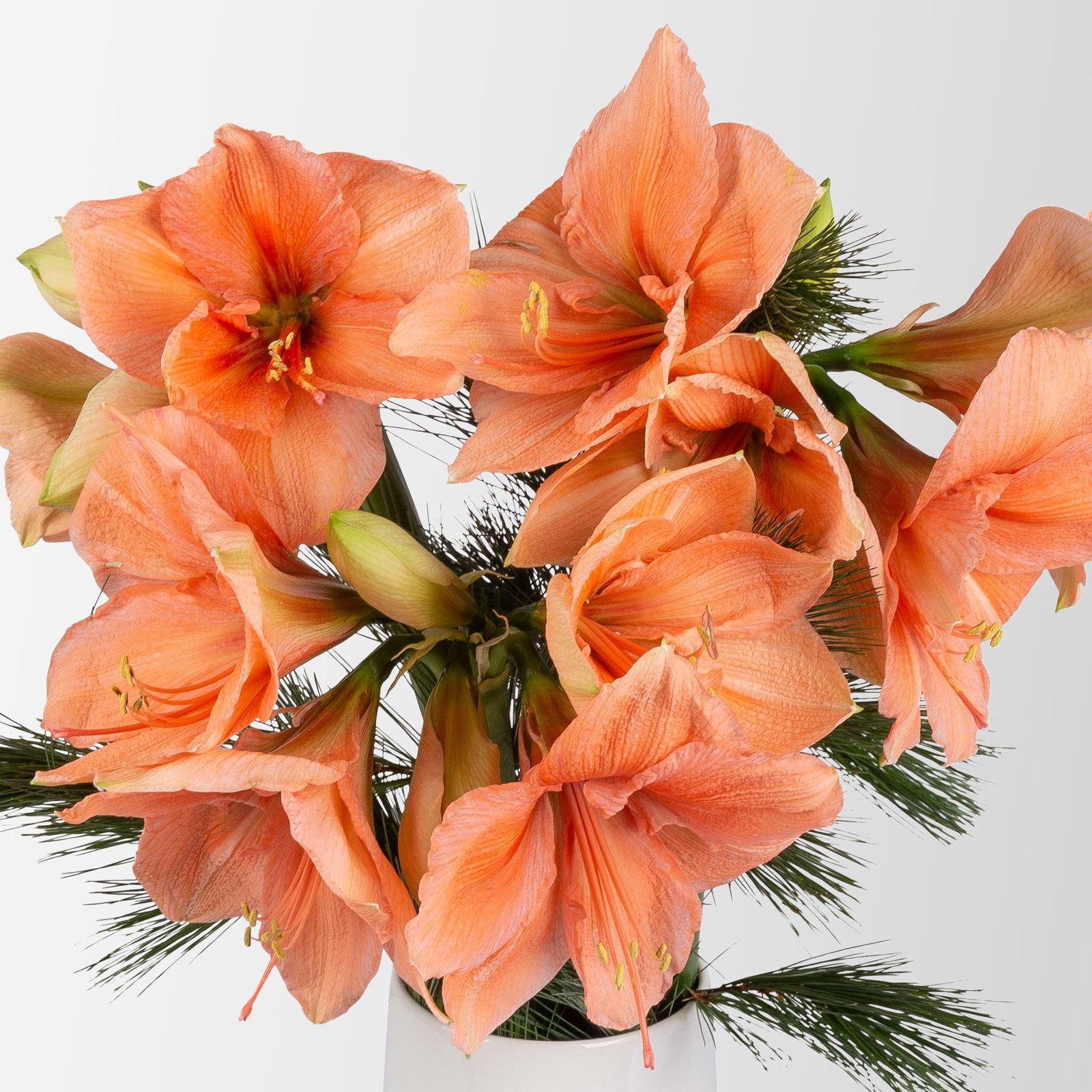 Schnittblumen-Mix aus 3 lachsfarbenen Amaryllis & 3 Seidenkiefer