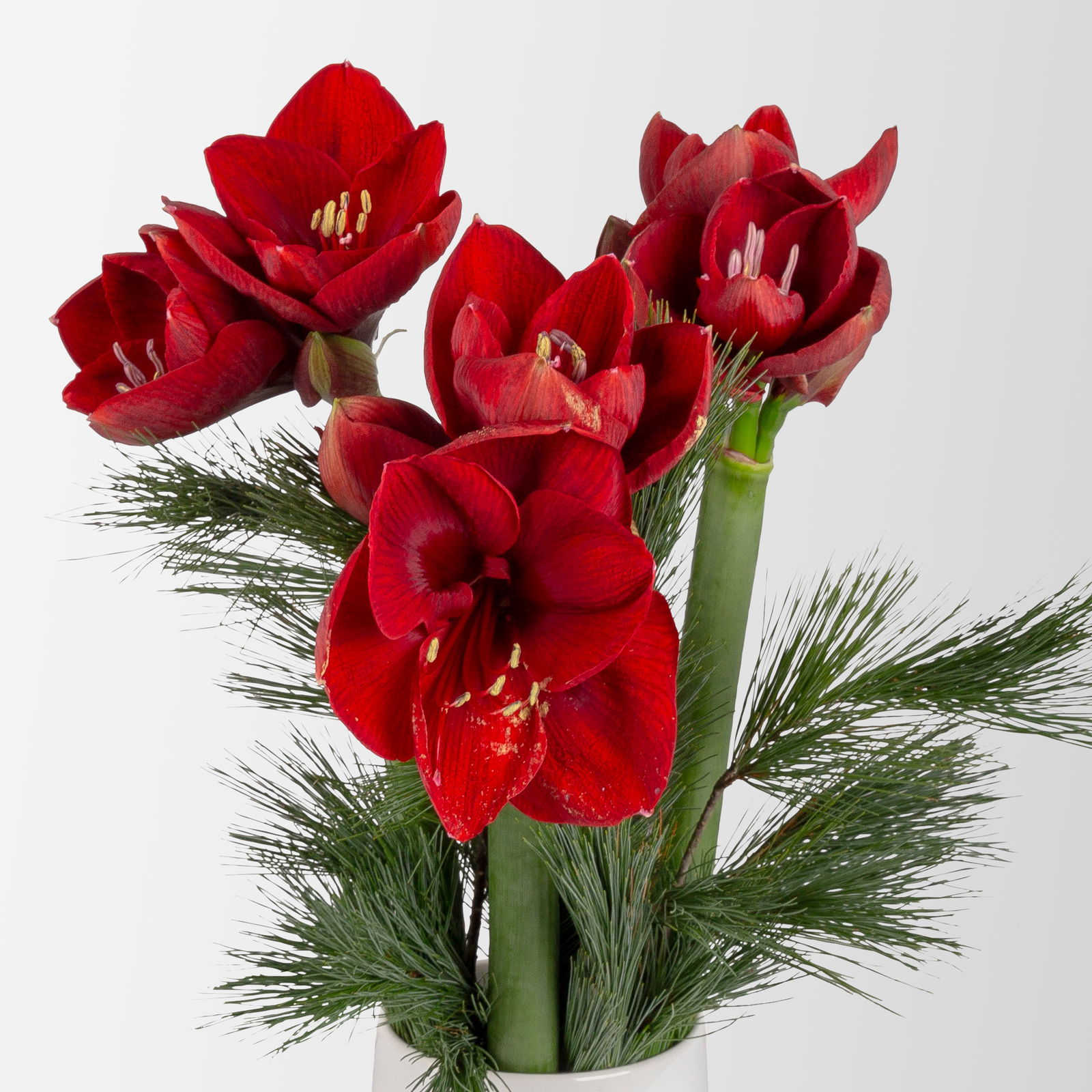 Schnittblumen-Mix aus 3 weihnachtsroten Amaryllis & 3 Seidenkiefer