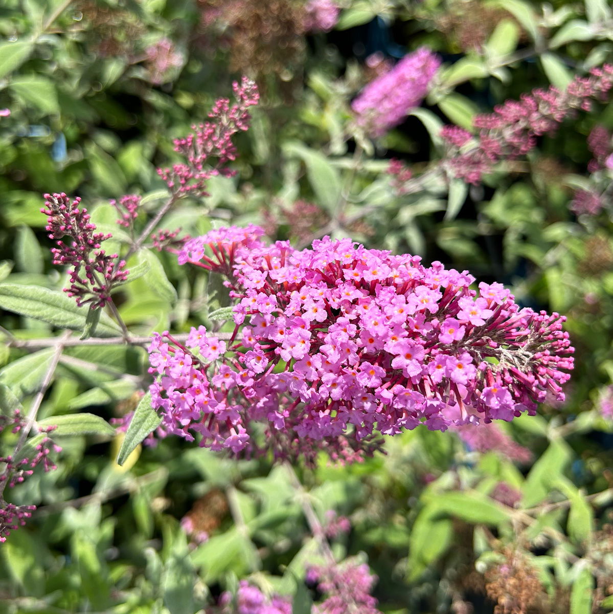 Sommerflieder, Buddleja davidii 'Pink Delight', rosa, Topf 5 lt.