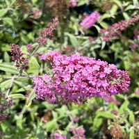 Sommerflieder, Buddleja davidii 'Pink Delight', rosa, Topf 5 lt.