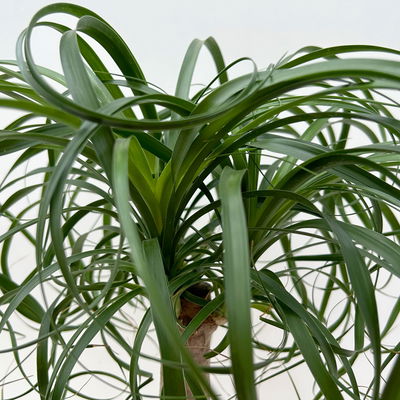 Elefantenfuß 'Mayapalme', Topf-Ø 19 cm, Höhe ca. 50 cm Elefantenfuß 'Mayapalme', Topf-Ø 19 cm, Höhe ca. 50 cm