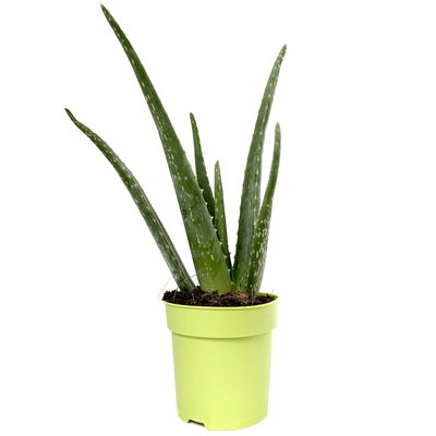 Aloe vera, Topf-Ø 12 cm, Höhe ca. 20-30 cm, 3er-Set