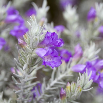 Emustrauch, lila, Topf-Ø 27 cm Emustrauch, lila, Topf-Ø 27 cm