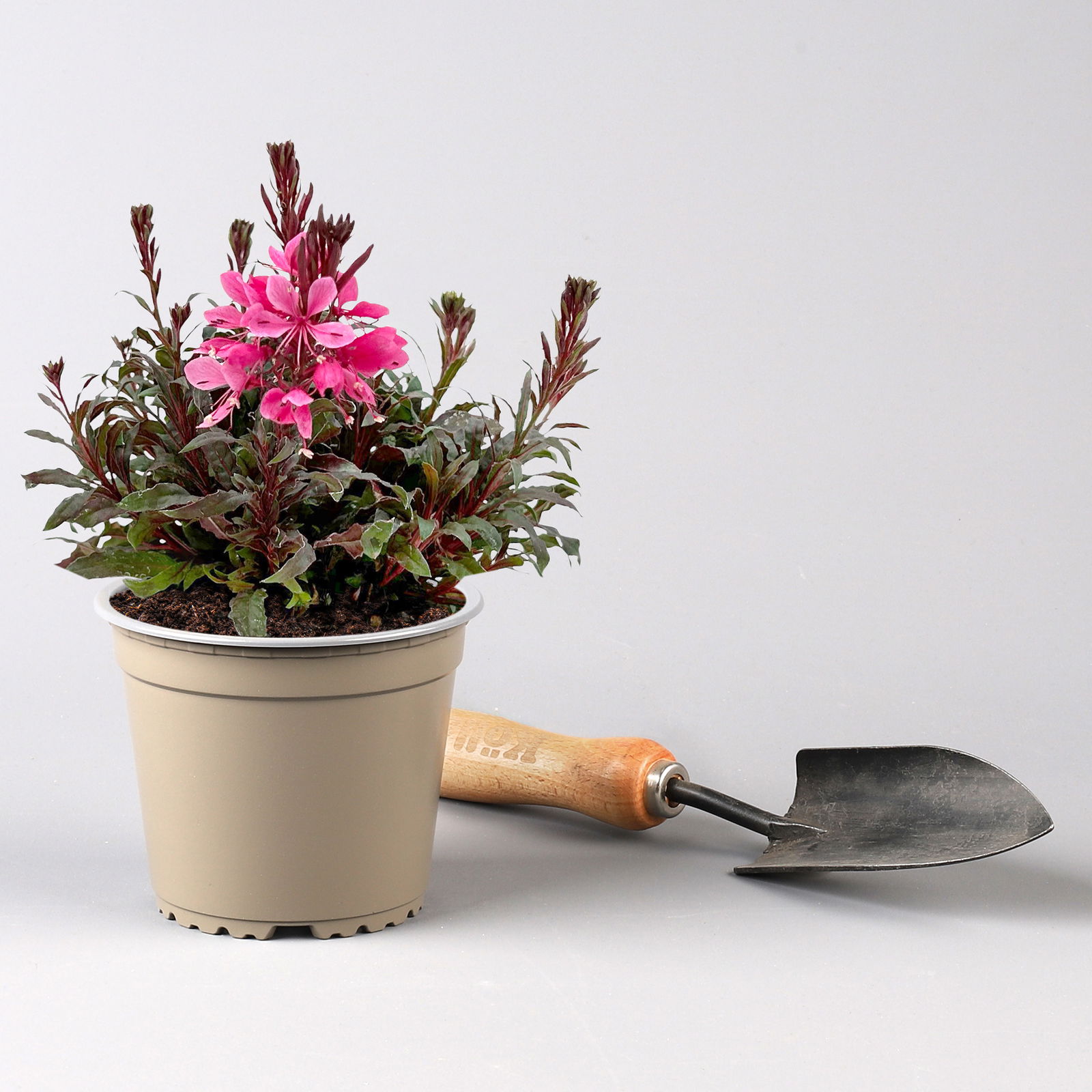 Prachtkerze, pink, Topf-Ø 13 cm, 6 Pflanzen