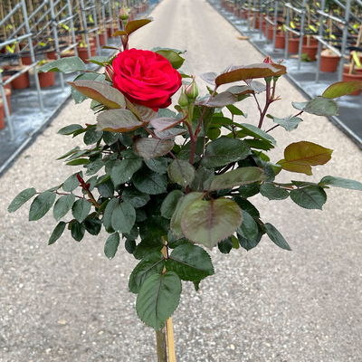 Stammrose 'Kompass'®, Beetrose, rot, Stammhöhe 60 cm im 7,5 Liter Topf