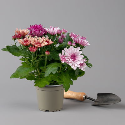 Chrysantheme Trio 'Sweet Melange', apricot-rosa-lila, Topf-Ø 12cm, 6 Pflanzen Chrysantheme Trio 'Sweet Melange', apricot-rosa-lila, Topf-Ø 12cm, 6 Pflanzen