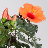 Hibiskus, orange, Topf-Ø 13 cm, Höhe ca. 35 cm, 2er-Set