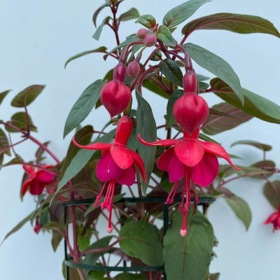 Fuchsien hängend, Farben zufällig, Topf-Ø 12 cm, 6er-Set Fuchsien hängend, Farben zufällig, Topf-Ø 12 cm, 6er-Set