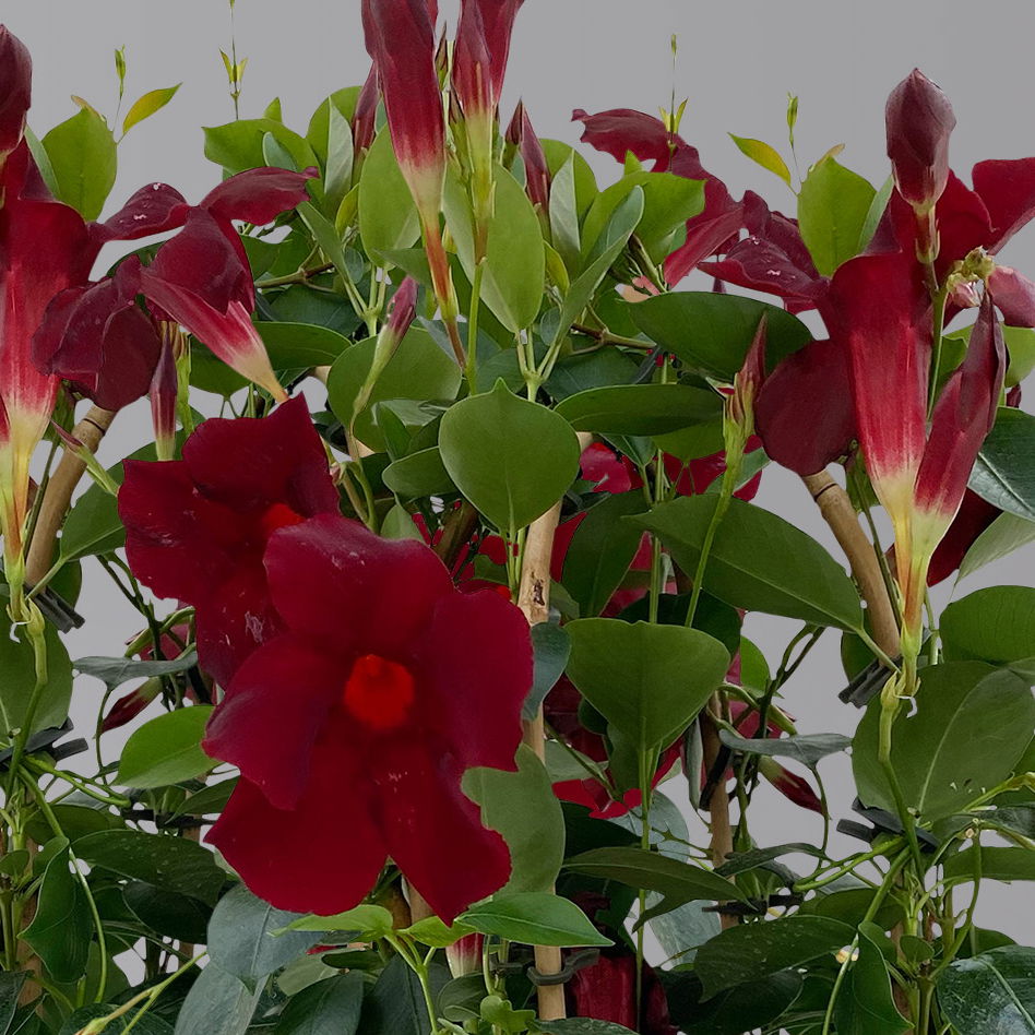 Dipladenie, dunkelrot, Doppelbogen, Topf-Ø 14 cm, Höhe ca. 40 cm, 2 Pflanzen