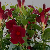 Dipladenie, dunkelrot, Doppelbogen, Topf-Ø 14 cm, Höhe ca. 40 cm, 2 Pflanzen