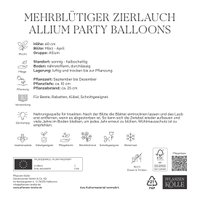Kölles Beste Zierlauch Allium 'Party Balloons', lila, 3 Blumenzwiebeln Kölles Beste Zierlauch Allium 'Party Balloons', lila, 3 Blumenzwiebeln