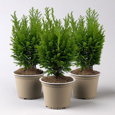 Gelbgrüne Kegelzypresse 'Ellwood's Empire', Topf-Ø 13cm, 3 Pflanzen