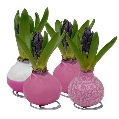 Hyazinthe in Wachs Pink Mix, pink mit Muster, 4 Stück Hyazinthe in Wachs Pink Mix, pink mit Muster, 4 Stück