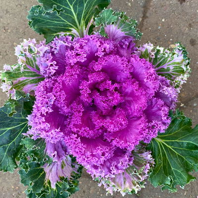 Zierkohl, grün-lila, kraus, Topf-Ø 12 cm, 6 Pflanzen