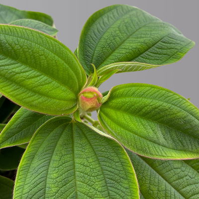 Veilchenbaum violettblau, Topf-Ø 15 cm, Höhe ca. 35 cm