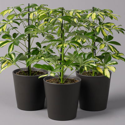 Strahlenaralie 'Gerda' in Keramiktopf anthrazit, Topf 13cmØ, Höhe 55cm, 3er-Set Strahlenaralie 'Gerda' in Keramiktopf anthrazit, Topf 13cmØ, Höhe 55cm, 3er-Set