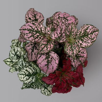 Hypoestes 'Trio', weiß-rot-rosa, Topf-Ø 12 cm Ø, 6 Pflanzen