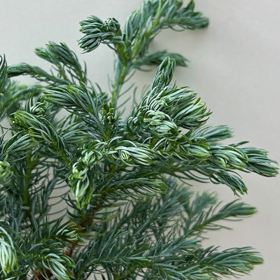 Kleine Silberzypresse 'Boulevard', Topf-Ø 9 cm, 8 Pflanzen Kleine Silberzypresse 'Boulevard', Topf-Ø 9 cm, 8 Pflanzen