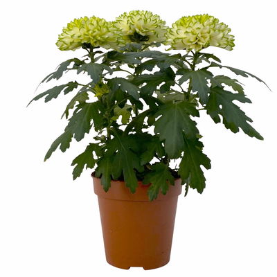 Chrysantheme 'Chrysanne® Zembla Next Lime', grün-weiß, Topf-Ø 13cm, 6 Pflanzen