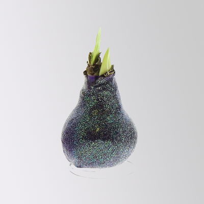 Amaryllis in Wachs, Dekor 'Create Purple', Farbe zufällig, Blüte rot, 2 Pflanzen