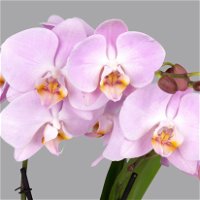 Schmetterlingsorchidee 'Spirit', inkl. Keramiktopf, pink, Topf-Ø 12 cm