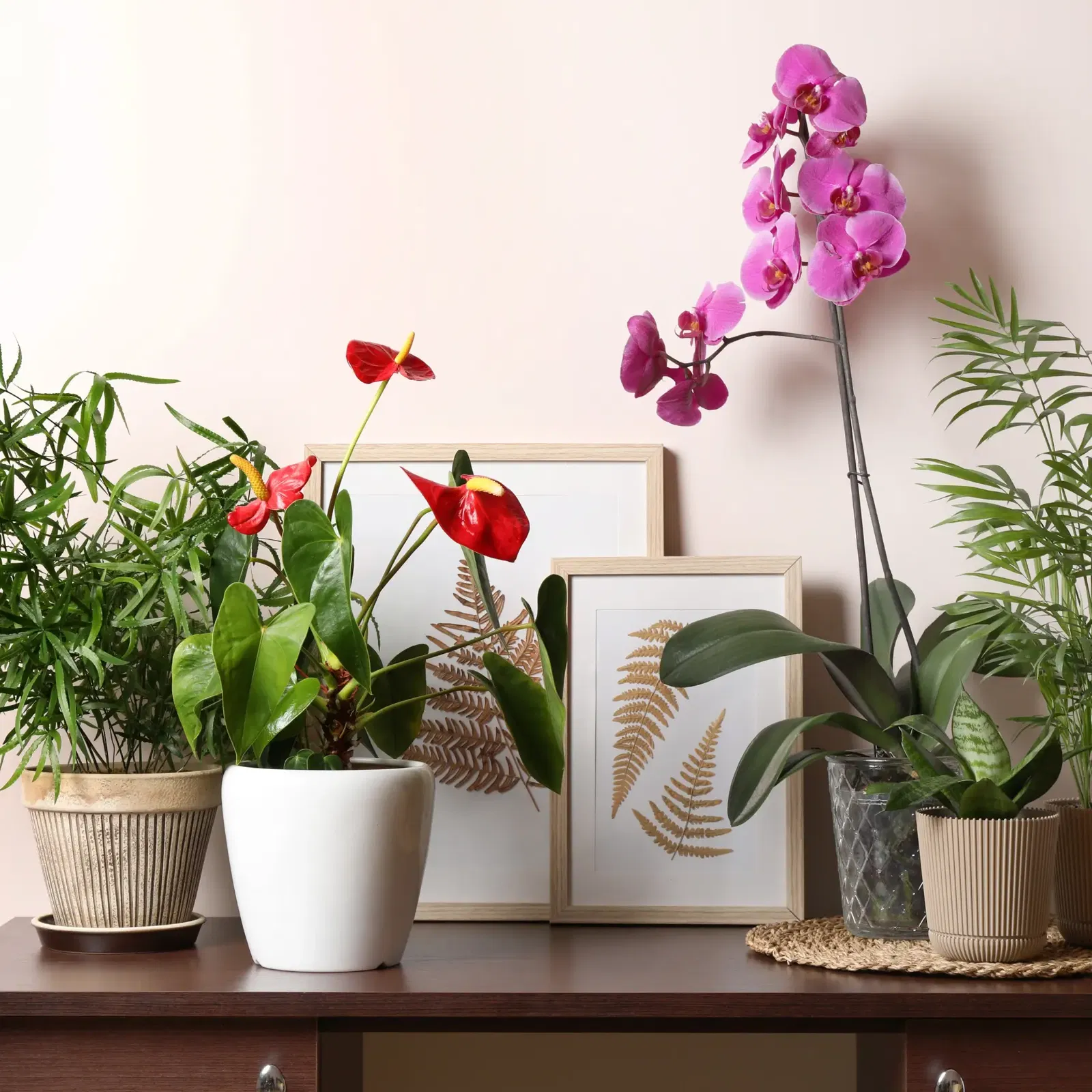 Zimmerpflanzen Zimmerpflanzen