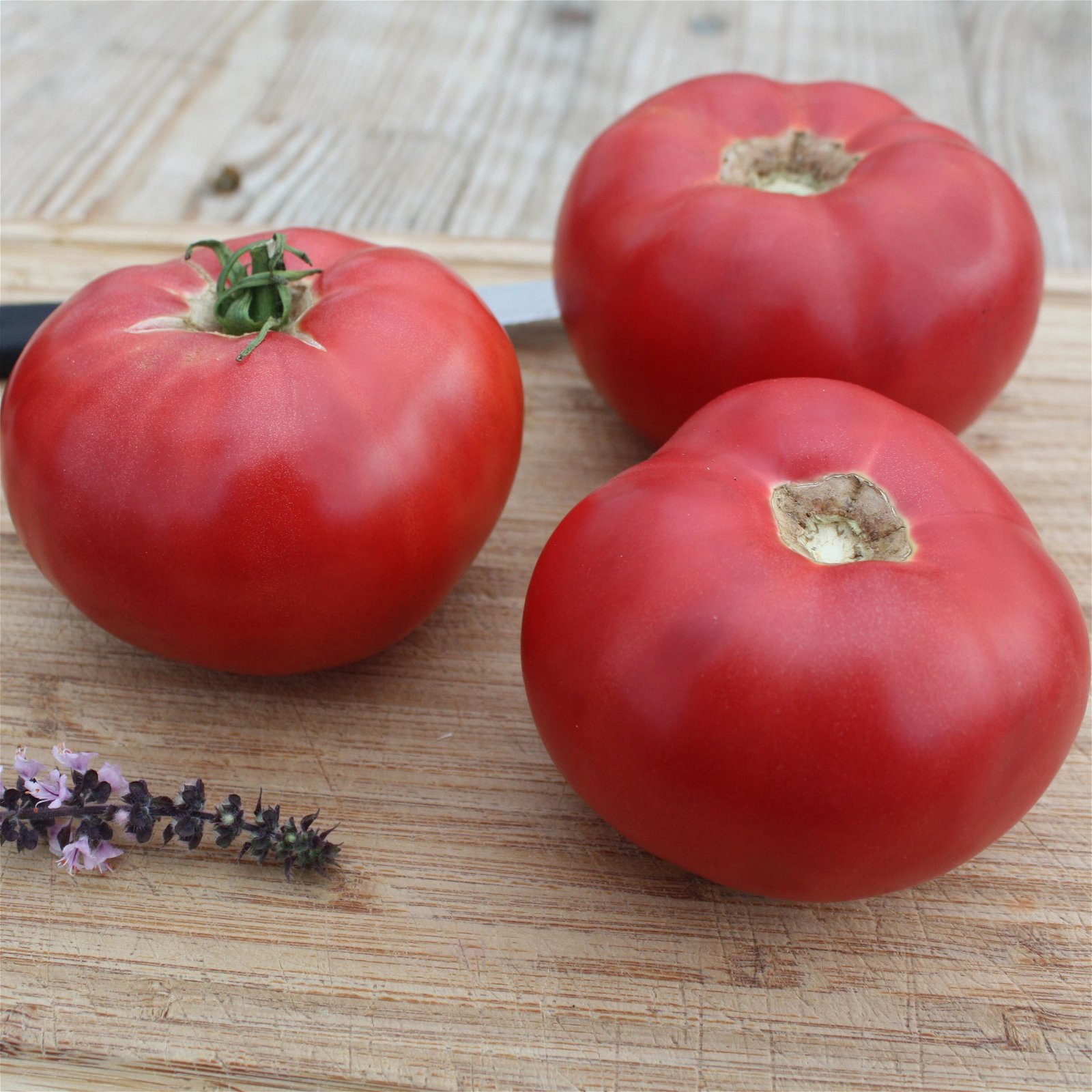 Blu Bio Salat-Tomatenpflanze 'Rose Crush F1', Topf-Ø 12 cm, 6er-Set
