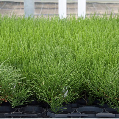 Blu Bio Salzkraut (Queller), Topf-Ø 12 cm, 3er Set Blu Bio Salzkraut (Queller), Topf-Ø 12 cm, 3er Set