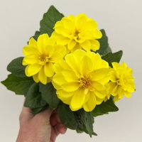 Dahlie, gelb, Topf-Ø 12 cm, 6 Pflanzen
