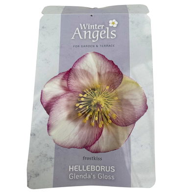 Helleborus 'Glenda's Gloss' rosa-weiß, Topf-Ø 15 cm Helleborus 'Glenda's Gloss' rosa-weiß, Topf-Ø 15 cm